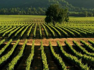 Una de las Viñas mas lindas de Chile